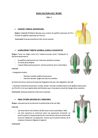 MUSCULATURA-TRONCO.pdf