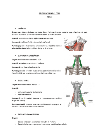 MUSCULATURA-CUELLO.pdf