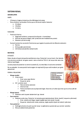 ANATOMIA-II-S.-Renal.pdf