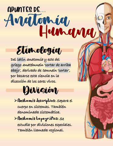 anatomia-humana-trabajo.pdf