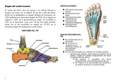 pie-anatomia.pdf