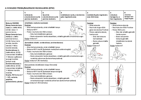 06. BELAUNA BALORAZIO MUSKULARRA.pdf