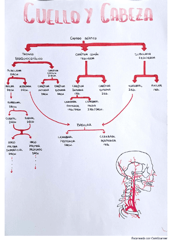 arterias-del-sistema-circulatorio.pdf