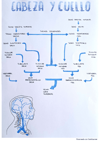 venas-del-sistema-circulatorio.pdf