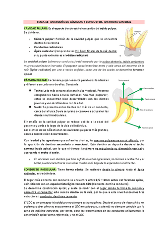 TEMA-11-ANATOMIA-PULPAR-Y-APERTURA.pdf