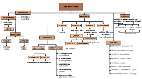 T4.-Les-proteines-esquema.pdf