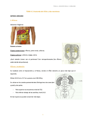 4. Anatomía del riñón y vías excretoras.pdf