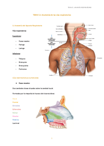 5. Anatomía de las vías respiratorias.pdf