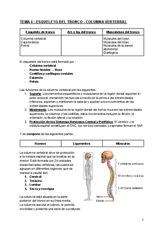 TEMA-4--ESQUELETO-DEL-TRONCO-COLUMNA-VERTEBRAL.pdf