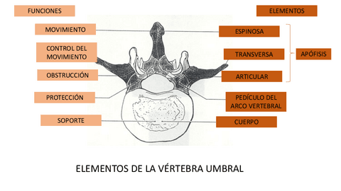 Resumen-de-huesos-del-tronco-y-extremidades-superiores.pdf