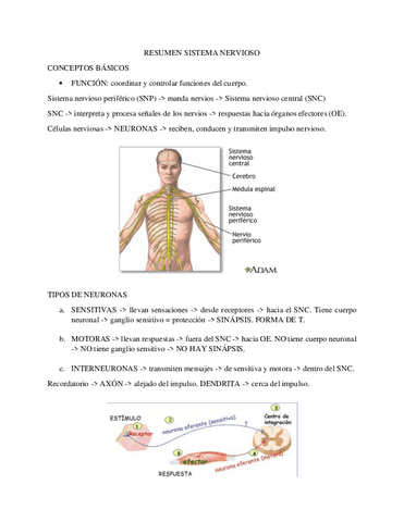 Resumen-sistema-nervioso-central.pdf