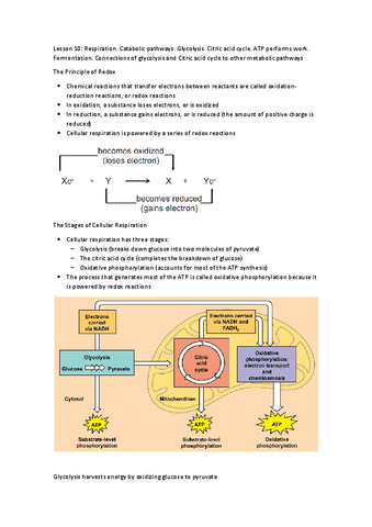 Lesson-10Cellular-Respiration.pdf