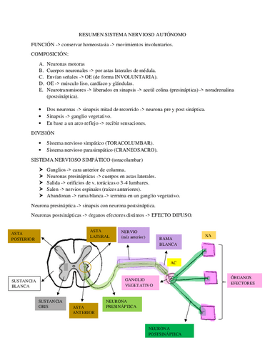 Resumen-sistema-nervioso-autonomo.pdf