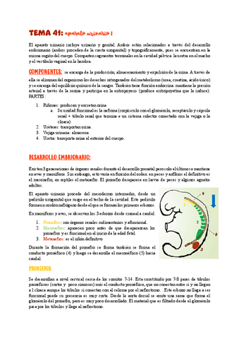 TEMA-41aparato-urinario-I.pdf