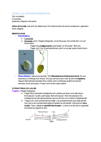 TEMA-2.6a-DIVISIO-OCHROPHYTA.pdf