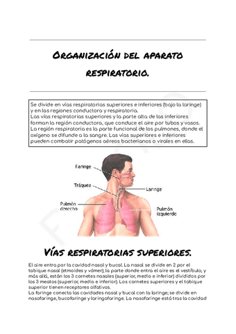 Organizacion-del-aparato-respiratorio.pdf