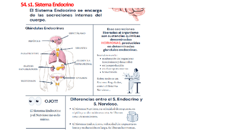 DIAPOSITIVAS-SISTEMA-ENDOCRINO.pdf