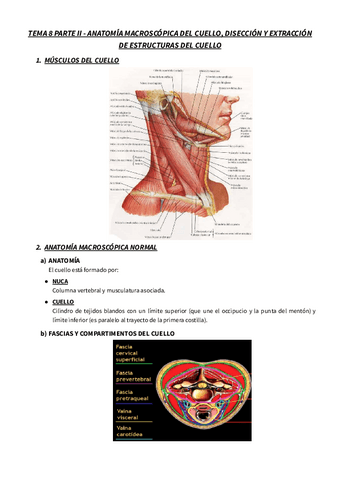 T.-8-parte-II-RESUMEN-NECRO-ANATOMIA-MACROSCOPICA-DEL-CUELLO-DISECCION-Y-EXTRACCION-DE-ESTRUCTURAS-DEL-CUELLO..pdf