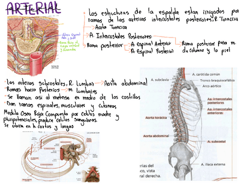 12-Columna-Vertebral-Vasculonervioso.pdf