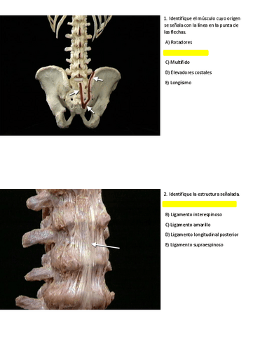 Prueba-Tronco.pdf