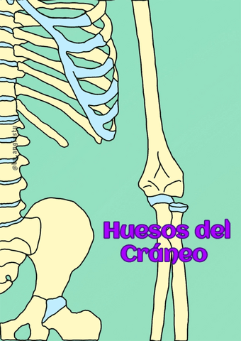 Estudio-Autonomo-de-esqueleto-axial-y-apendicular.pdf