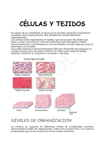 TEJIDOS.pdf