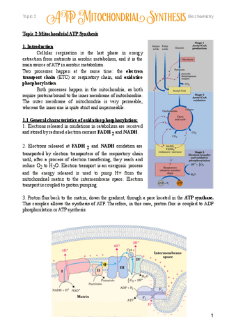 2.-Mitochondrial-ATP-Synthesis.pdf