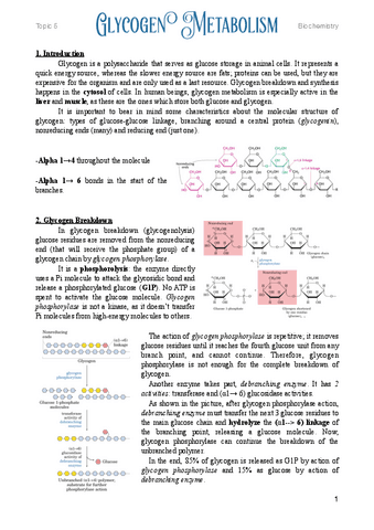 5.-Glycogen-Metabolism.pdf