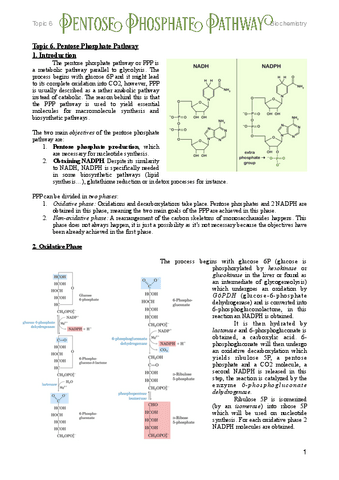 6.-Pentose-Phosphate-Pathway.pdf