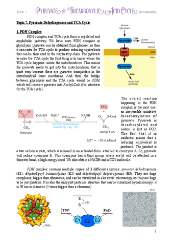 7.-PDH-and-TCA-Cycle.pdf
