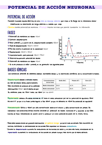 11.-Potencial-de-Accion-Neuronal.pdf