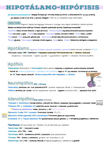 1.-Hipotalamo-Hipofisis.pdf