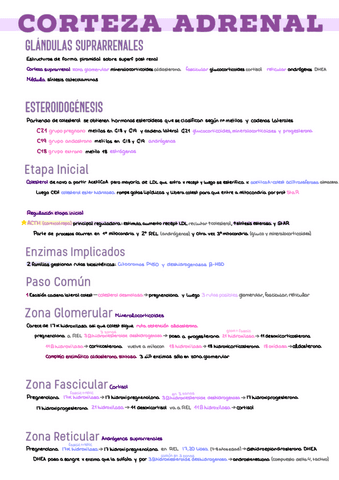 3.-Suprarrenales.pdf