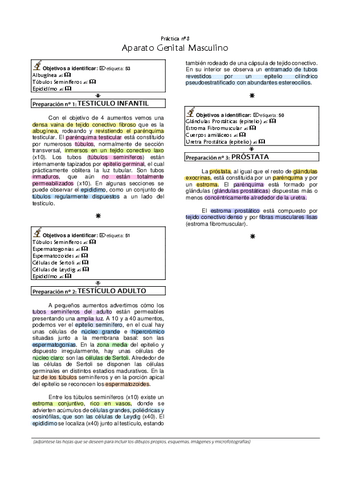 7.-Laboratorio-Histologia-Genital-Masculino.pdf