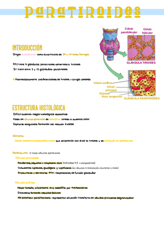 4.-Paratiroides.pdf