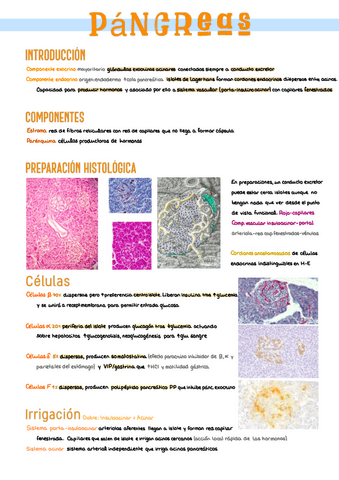6.-Pancreas.pdf