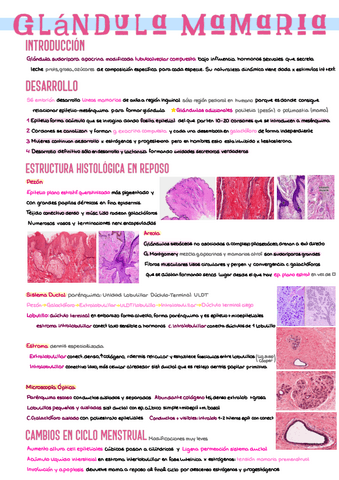 23.-Glandula-Mamaria.pdf