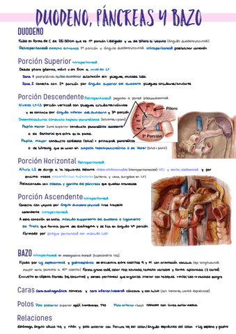 11.-Duodeno-Pancreas-y-Bazo.pdf