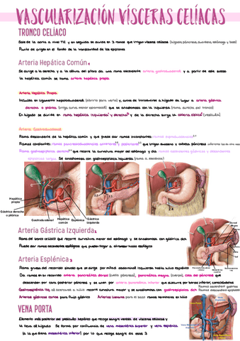 12.-Vascularizacion-Visceras-Celiacas.pdf