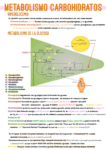38.-Metabolismo-Carbohidratos.pdf
