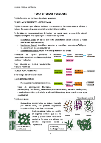 Tema-1-Tejidos-vegetales.pdf
