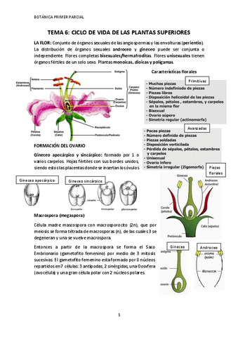 Tema-6-Ciclo-vida-plantas-superiores.pdf