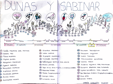 catena-dunar-y-sabinar.pdf