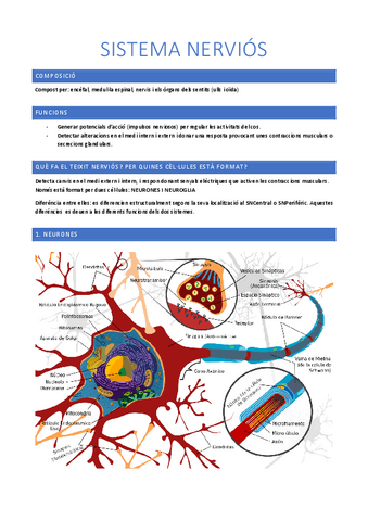 2-Sistema-nervios.pdf