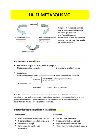 10.-metabolismo.pdf
