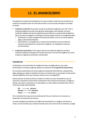 11.-el-anabolismo.pdf