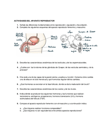 Anatomia-aparato-reproductor-220611124042.pdf