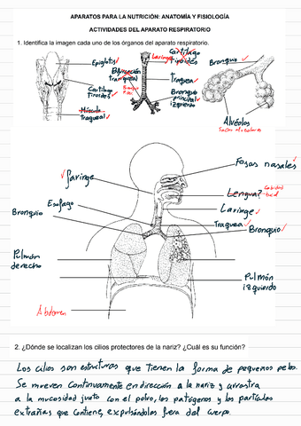 Anatomia-aparato-respiratorio.pdf