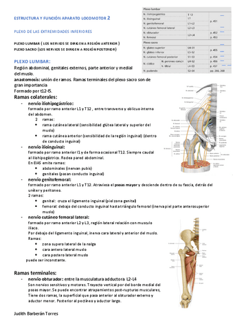 plexo-lumbosacro-e-irrigacion-estructura-y-funcion-aparato-locomotor-2.pdf