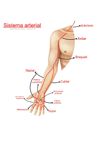 Sistema vascular - arterial.pdf